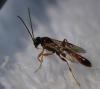 Tersilochinae inconnu